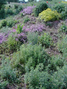 JARDIN EXPÉRIMENTAL GALLO ROMAIN DU GURTELBACH