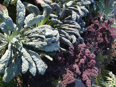 JARDIN POTAGER ARC EN CIEL