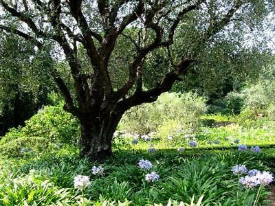 JARDIN DE LA CHÈVRE D'OR