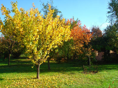 La safranière du Cabanon