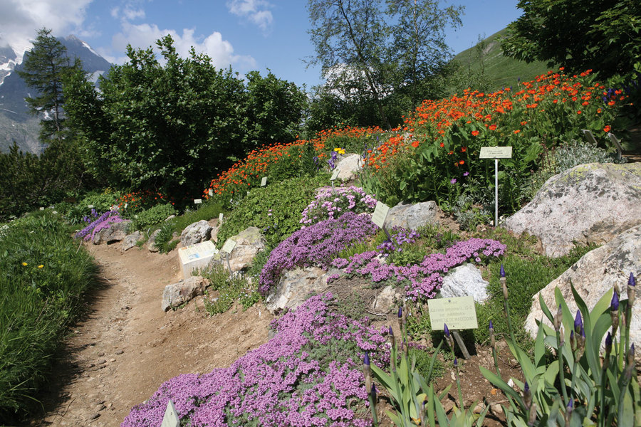 Jardin du Lautaret