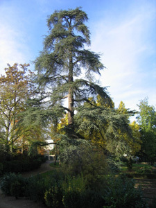 JARDIN DES PLANTES