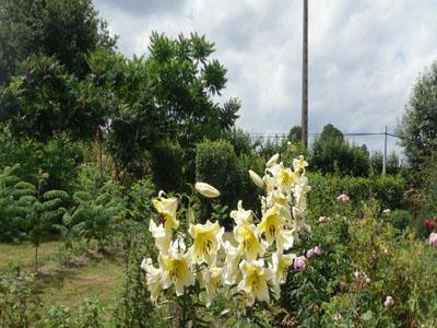 JARDIN PRIVE DES BAMBOUS