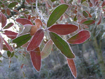 ARBORETUM DU CHEMIN DE LA DECOUVERTE