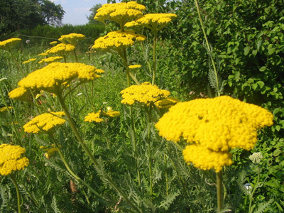 JARDIN NATUREL DE L'ECOMUSÉE D'HANNONVILLE SOUS LES CÔTES