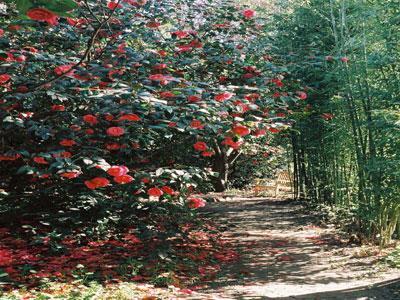 PARC FLORAL LES CAMELLIAS DE LA PRAIRIE