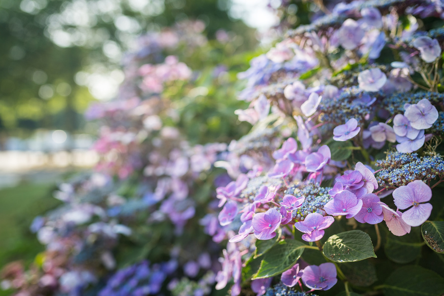 CIRCUIT DES HORTENSIAS