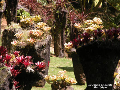 JARDIN DE BALATA