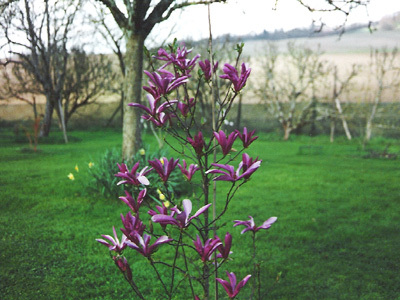 LE JARDIN DE LA MAROTTE