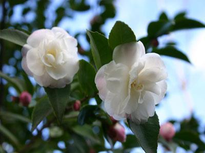 PARC FLORAL LES CAMELLIAS DE LA PRAIRIE