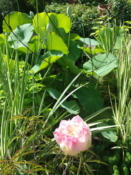 JARDIN DES PARADIS