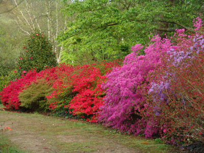 PARC BOTANIQUE DE CORNOUAILLE