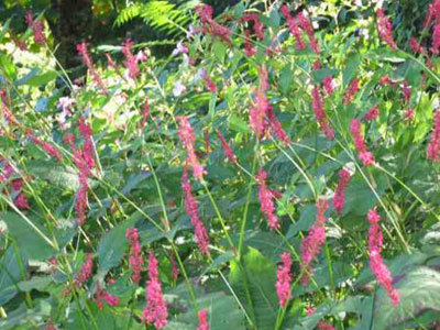 LE JARDIN PRIVÉ DE MASBROUCK