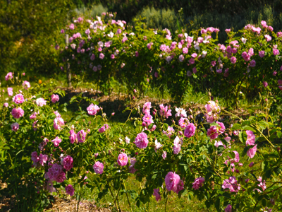 LES JARDINS DU MUSÉE INTERNATIONAL DE LA PARFUMERIE