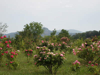 Roseraie des Pommiers