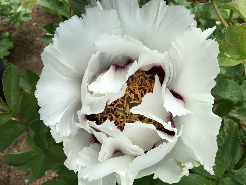 Conservatoire de la Pivoine