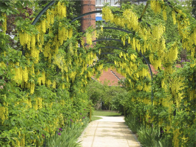 JARDIN BOTANIQUE DE LA VILLE DE METZ