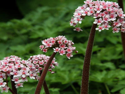 Le Jardin du Séquoia