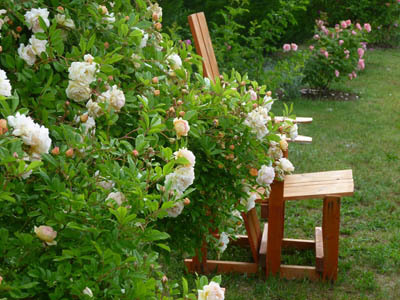 JARDIN DE ROSES ET VIVACES