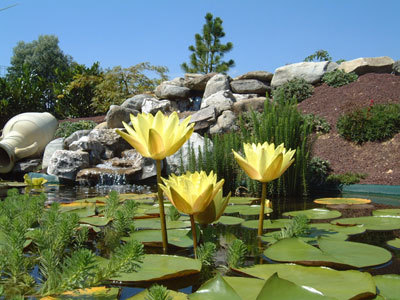 LES JARDINS AQUATIQUES