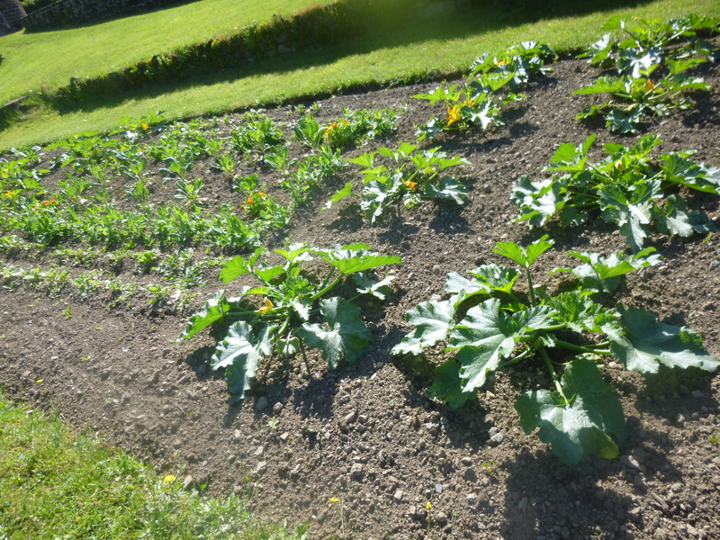 JARDIN POTAGER DU CHÂTEAU DAUPHIN