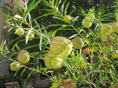 JARDIN DE LA CHÈVRE D'OR