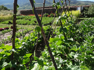 JARDIN POTAGER DE CAL MATEU