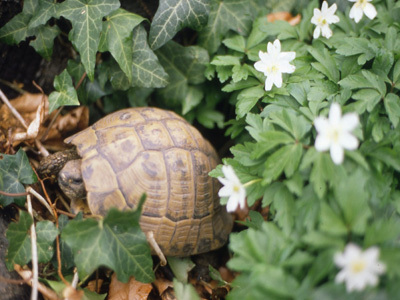 JARDIN DE LA TORTUE