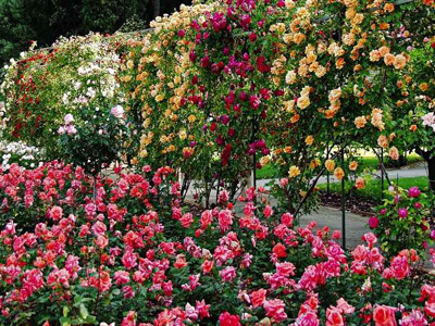 LE JARDIN DU MONASTÈRE