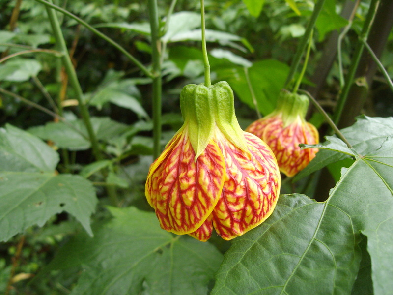 Un Jardin à Landrévarzec