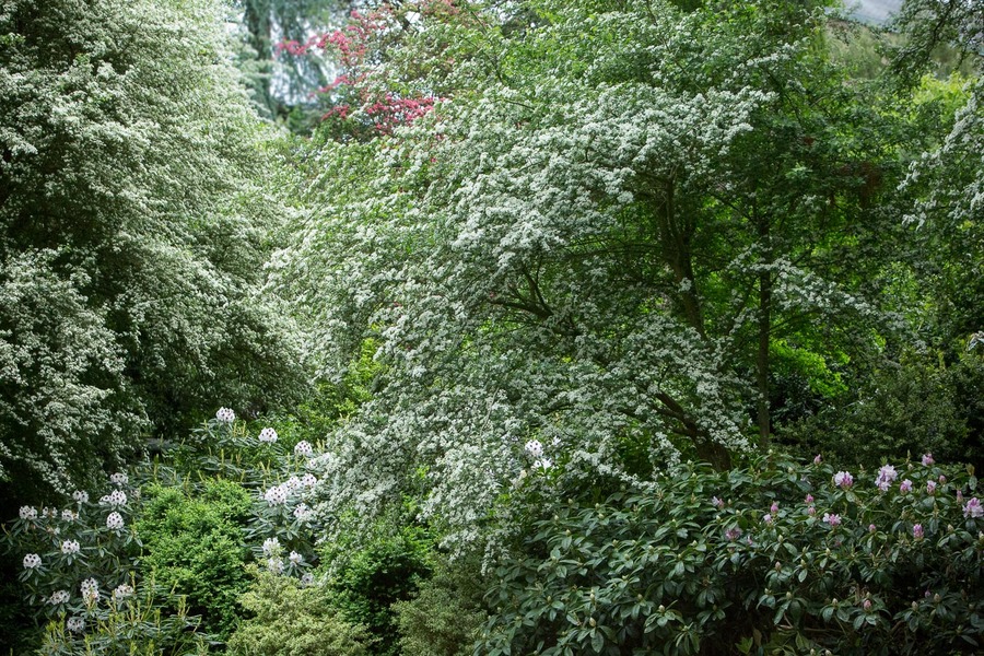 JARDINS DU CHÂTEAU DE LA BALLUE