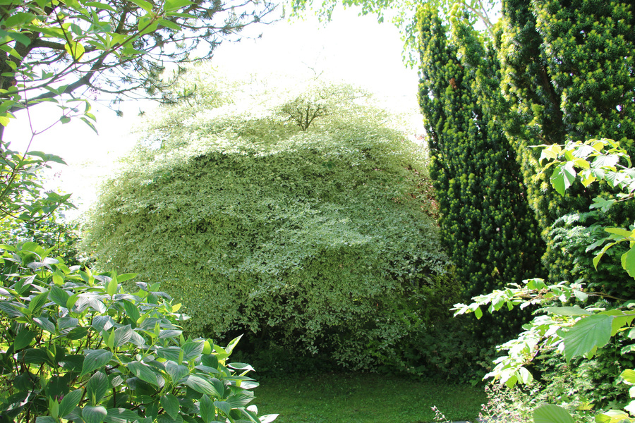 Reflets de Jardin