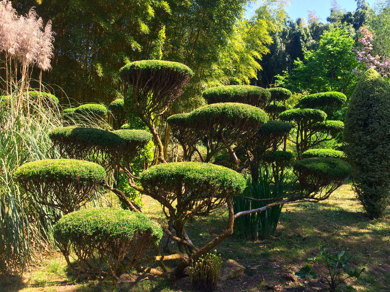 JARDIN LES BAMBOUS DE PLANBUISSON