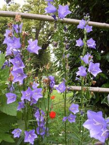 JARDIN MEDIEVAL DE PIERRAL