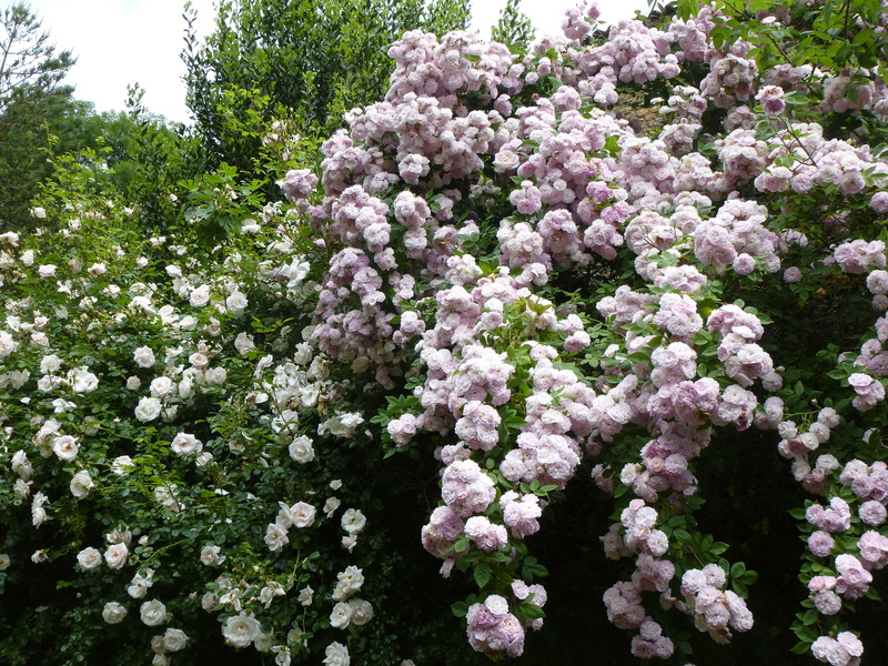 JARDINS DU CHATEAU DU PIN