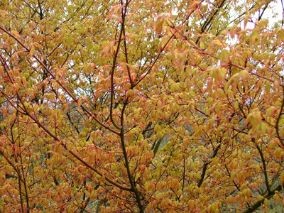 ARBORETUM DE LA SEDELLE