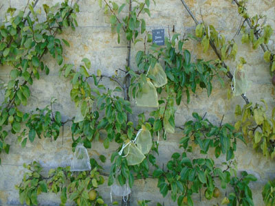 Les Vergers-Potagers de Montigny et le parc