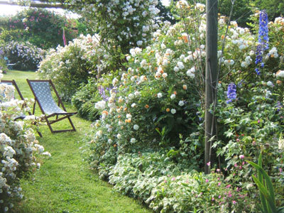 JARDIN DE ROSES ET VIVACES