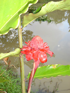 LA SAVANE DES ESCLAVES