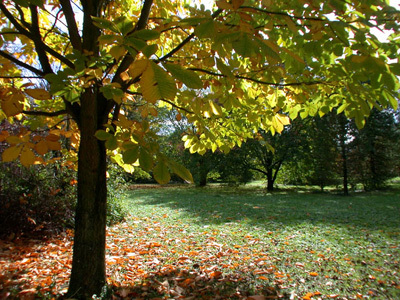 ARBORETUM ROBERT RUFFIER LANCHE