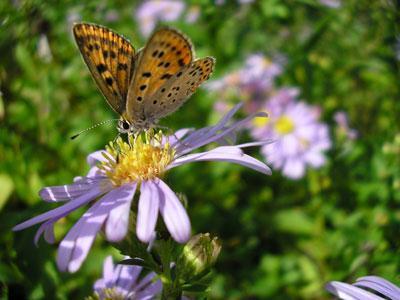 Au jardin de Montfleuri