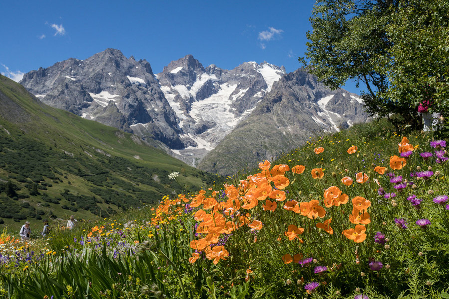 Jardin du Lautaret