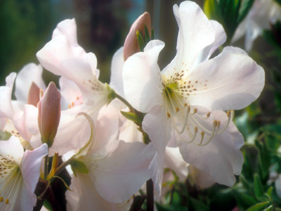 JARDIN BOTANIQUE JEAN-MARIE PELT