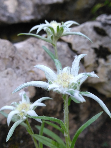 Jardin botanique alpin de la Jaÿsinia