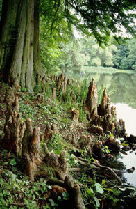 PARC DU CHÂTEAU DE LA VERRERIE