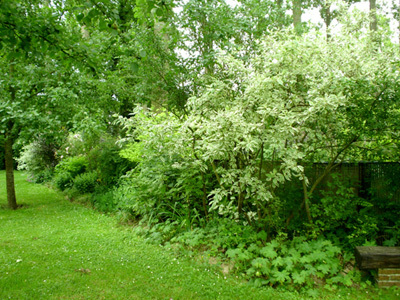 LE JARDIN DES EVOISSONS