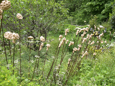 JARDINS DU CHATEAU DU PIN