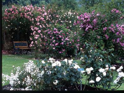 Roses de Normandie