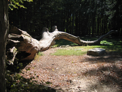 PARC DU CHÂTEAU DE PIERRE-DE-BRESSE