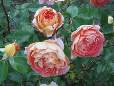 JARDIN DE ROSES ET VIVACES